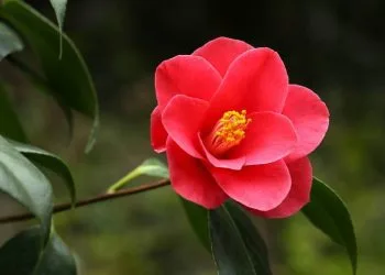 camelia_fiore_pixabay_2017