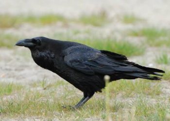 cornacchia_uccello_r439