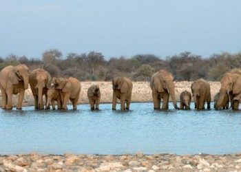elefanti-africa-namibia