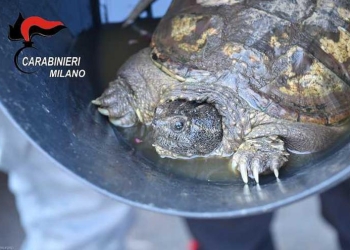 tartaruga_milano_2018