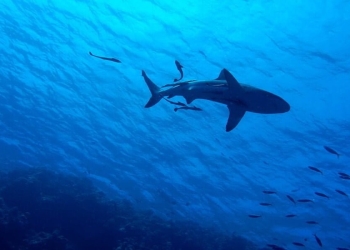 Uno squalo nell'oceano