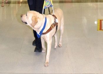 Cane guida in Chiesa