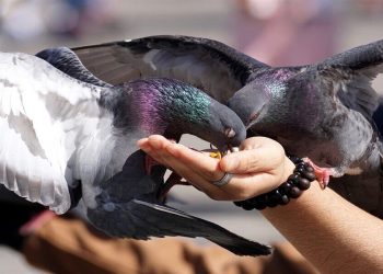 La Spezia, nutre piccioni: condannata e via da casa