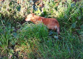 Cagnolina vegliata per dal fido amico