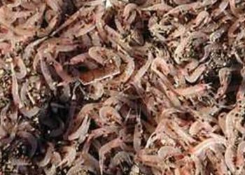 Ischia, migliaia di gamberetti sulla spiaggia