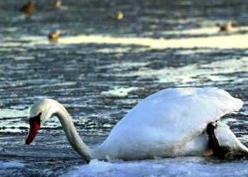 Cigno, foto Lapresse