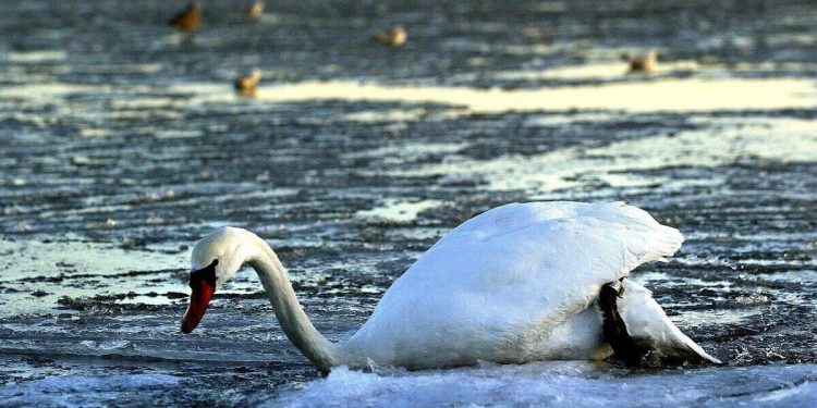 Cigno, foto Lapresse