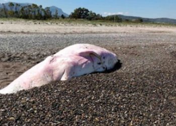 Capodoglio rosa spiaggiato (foto Facebook)