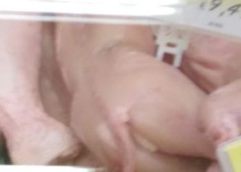 Coniglio coda lunga, foto Facebook