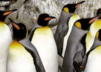 Pinguini gay dello Zoo di Berlino, foto da Instagram