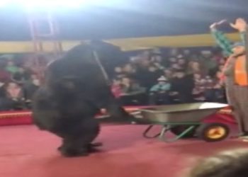 Un orso bruno attacca il suo domatore al circo, in Russia. [Foto: DailyMail]