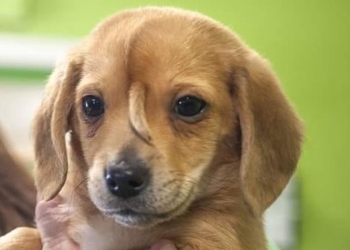 Narwhal, il "cane-unicorno"