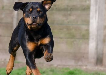 Rottweiler, foto Pixabay