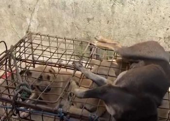 Massacro cani in Indonesia (Le Iene)