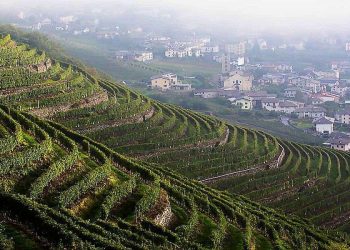Vigneti in Valtellina