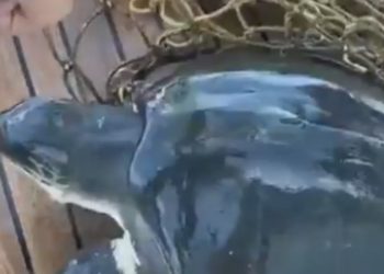 Alessia Marcuzzi salva tartaruga in mare, foto Instagram