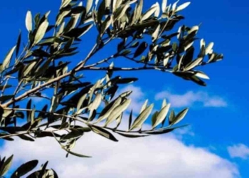 Domenica delle palme