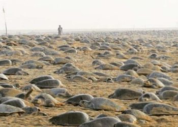 Tartarughe marine nidificano sulla spiaggia in India (foto Instagram)