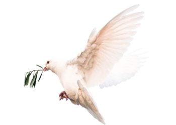 Domenica delle Palme