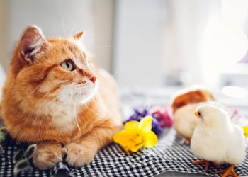 Gatto e pulcino, pasqua 2020