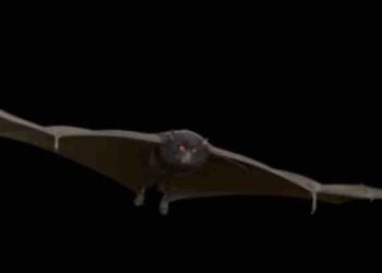 Spillover David Quammen libro