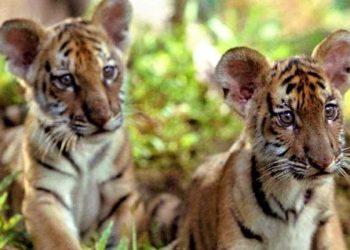 Una scena del film om seconda serata  su Italia 1 (Foto Web)