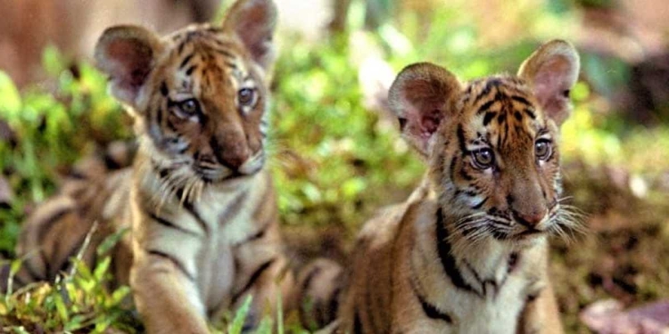 Una scena del film om seconda serata su Italia 1 (Foto Web)