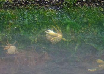 Le acque del canale di Venezia nelle settimane del Coronavirus (Foto LaPresse)