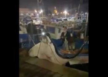 Manta di 450 chili trovata a Palermo