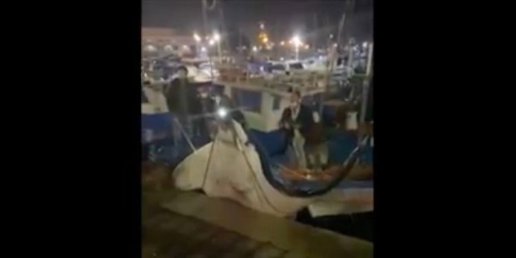 Manta di 450 chili trovata a Palermo