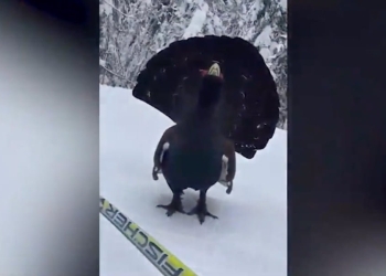 Gallo cedrone a Passo di Lavazè