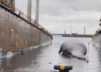 Balena spiaggiata a Sorrento (Youtube Sputnik)