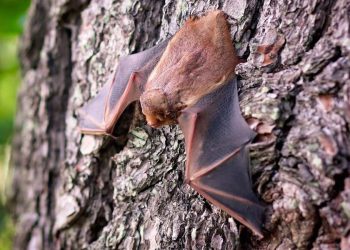Pipistrello (Foto: Pixabay)