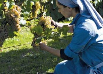 Una suora di Vitorchiano al lavoro nel vigneto del monastero