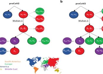 Ecco "l'albero genealogico" del coronavirus
