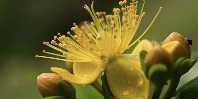 Iperico, erba di San Giovanni (Pixabay)