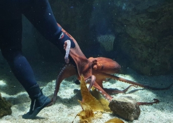 Polpo gigante afferra la gamba del sub (foto: Facebook, Acquario di Genova)