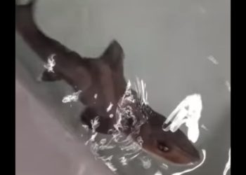 Squalo Cala Gonone (foto: Facebook)