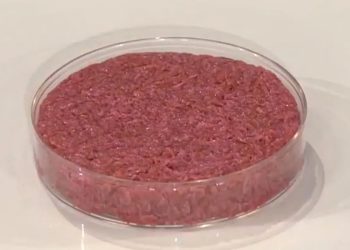 Un hamburger in vitro presentato alla stampa nel 2013 (foto: Wikipedia)