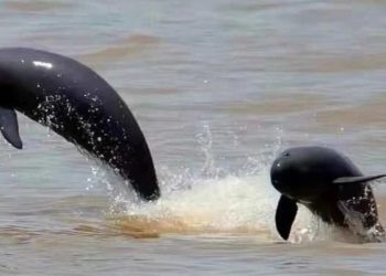 Le focene senza pinne di Yangtze