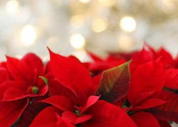 Auguri Buon Natale 2024