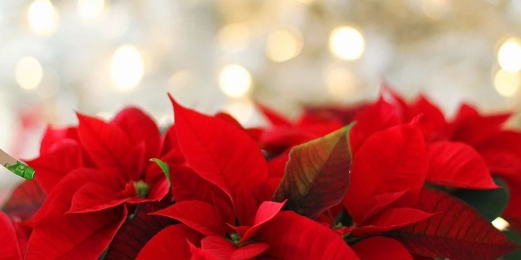 Auguri Buon Natale 2024