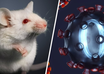 variante Omicron, topi