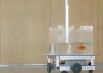 pesce addestrato guidare acquario