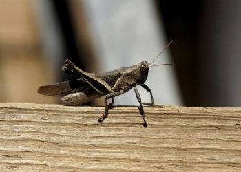 grilli alimento umani