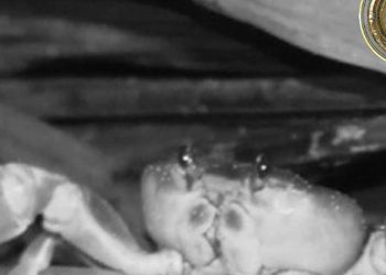 Invasione di granchi all'Isola dei Famosi 2022, Instagram