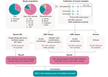 Sclerosi multipla e mononucleosi, lo studio sul virus di Epstein-Barr