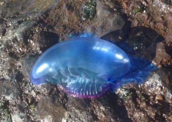 Caravella Portoghese (Foto: YouTube)