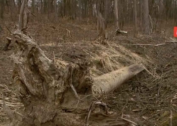 Bosco delle Bestie di Satana (Foto: Chi l'ha visto?)