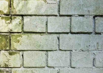 Muffa su parete (Foto: Pixabay)